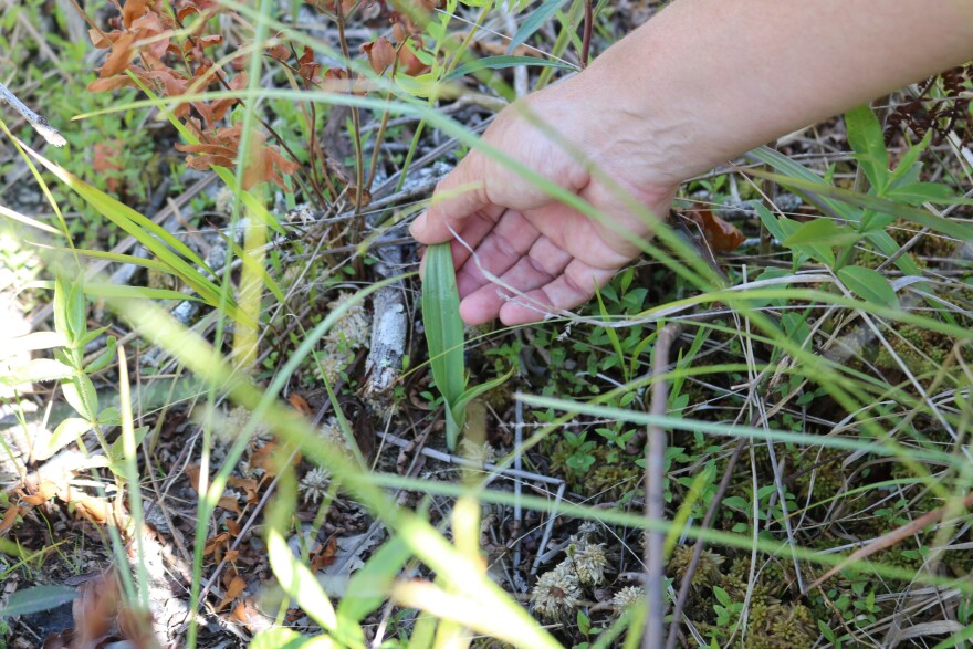 Threatened orchids were returning to southern Kentucky, then the